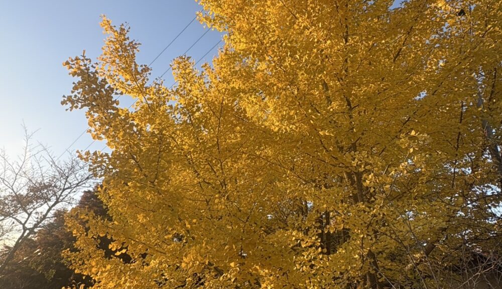 令和7年 御会式を終えて｜紅葉に包まれた境内と、永代供養のご相談増加
